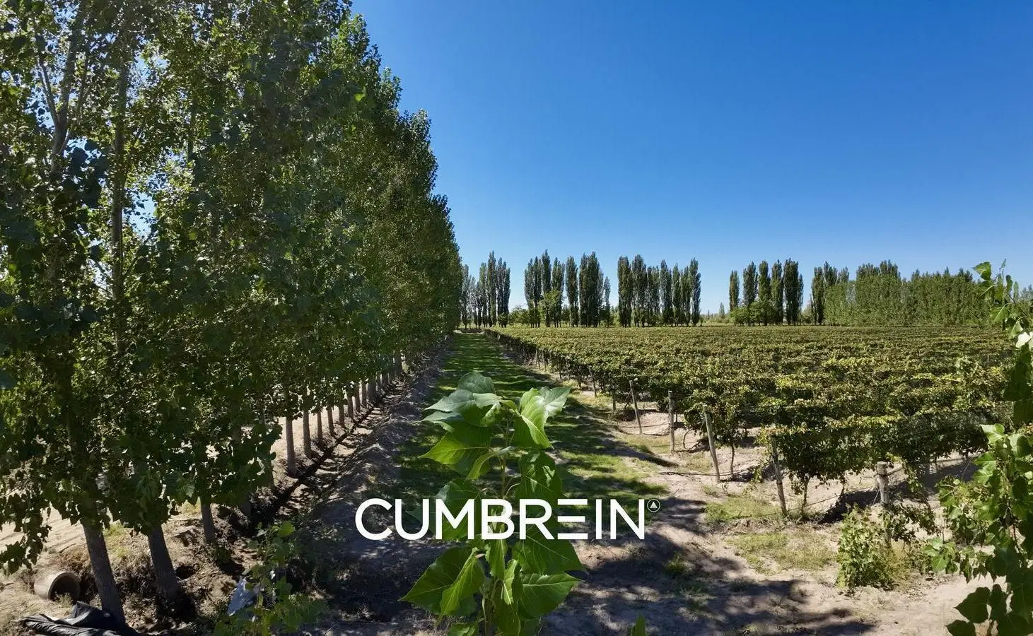Extraordinaria finca de 83 Ha. de viñedos, durazno y alfalfa 2