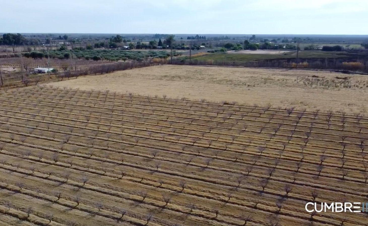 Foto de Finca agrícola de 58 hectáreas - Tabanera, San Rafael, Mendoza, imagen 1