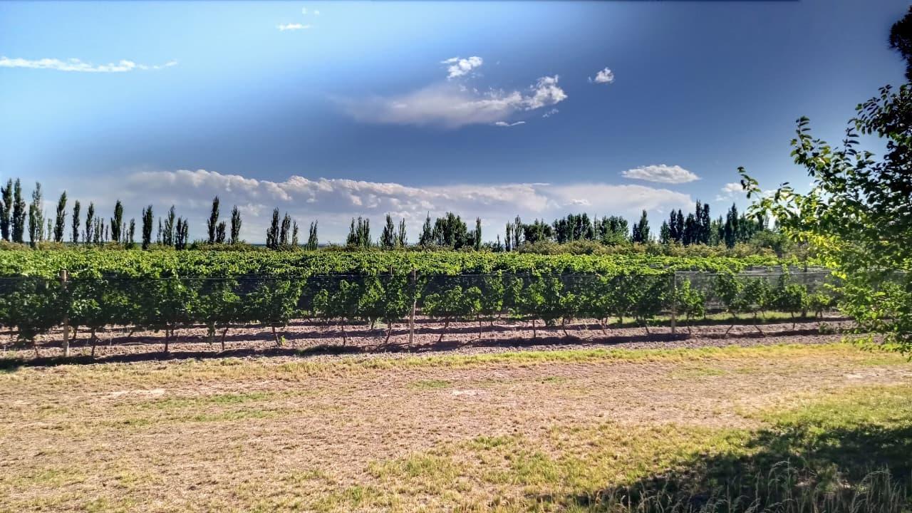 Foto de Finca agrícola de 58 hectáreas - Tabanera, San Rafael, Mendoza, imagen 4