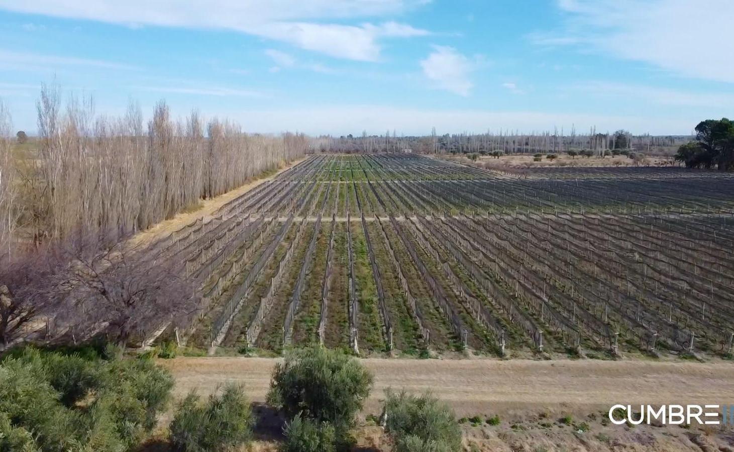 Foto de Finca agrícola de 58 hectáreas - Tabanera, San Rafael, Mendoza, imagen 2