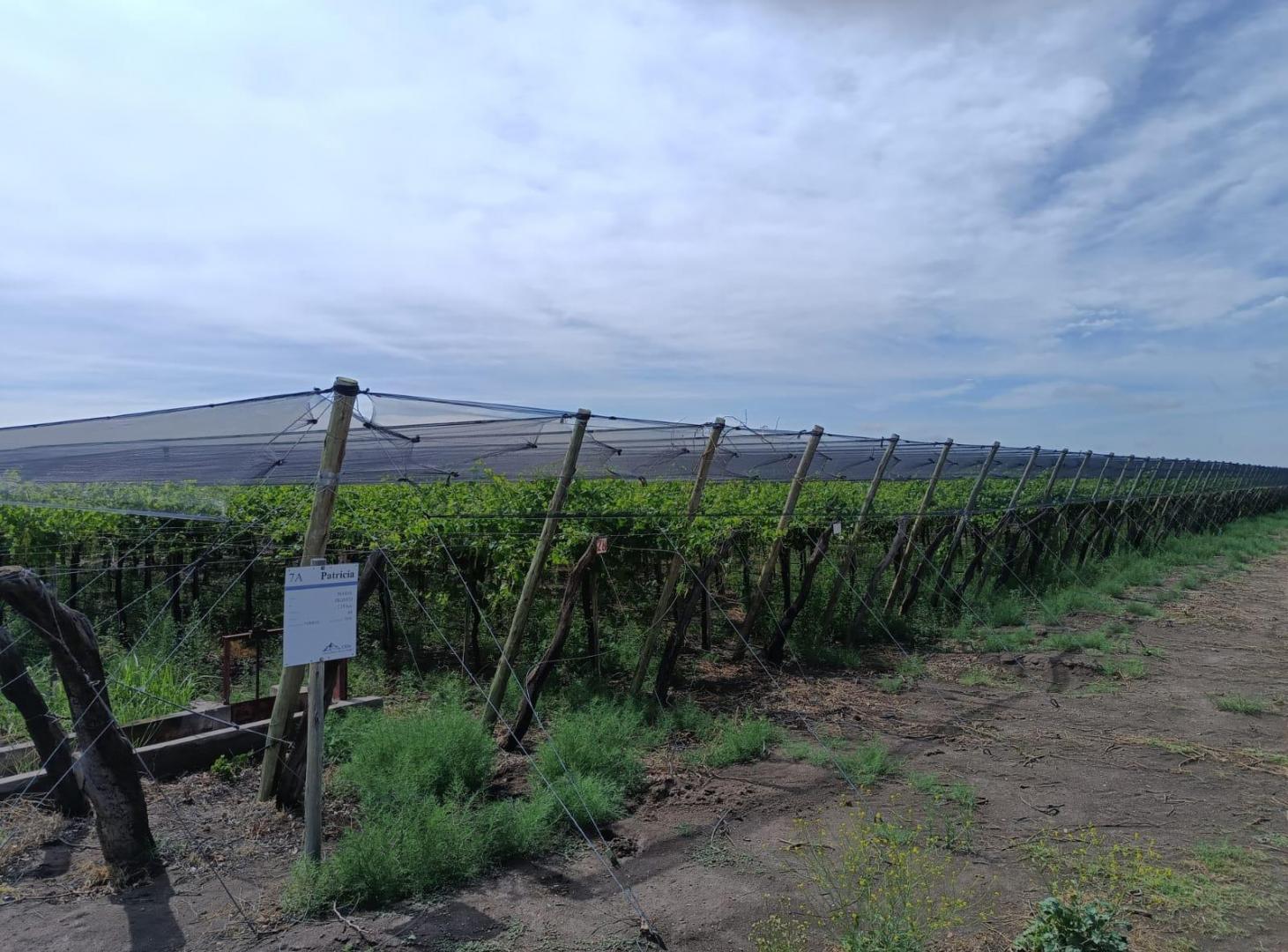 Foto de Destacada finca agrícola y vitivinícola en venta en Goudge, San Rafael, imagen 2