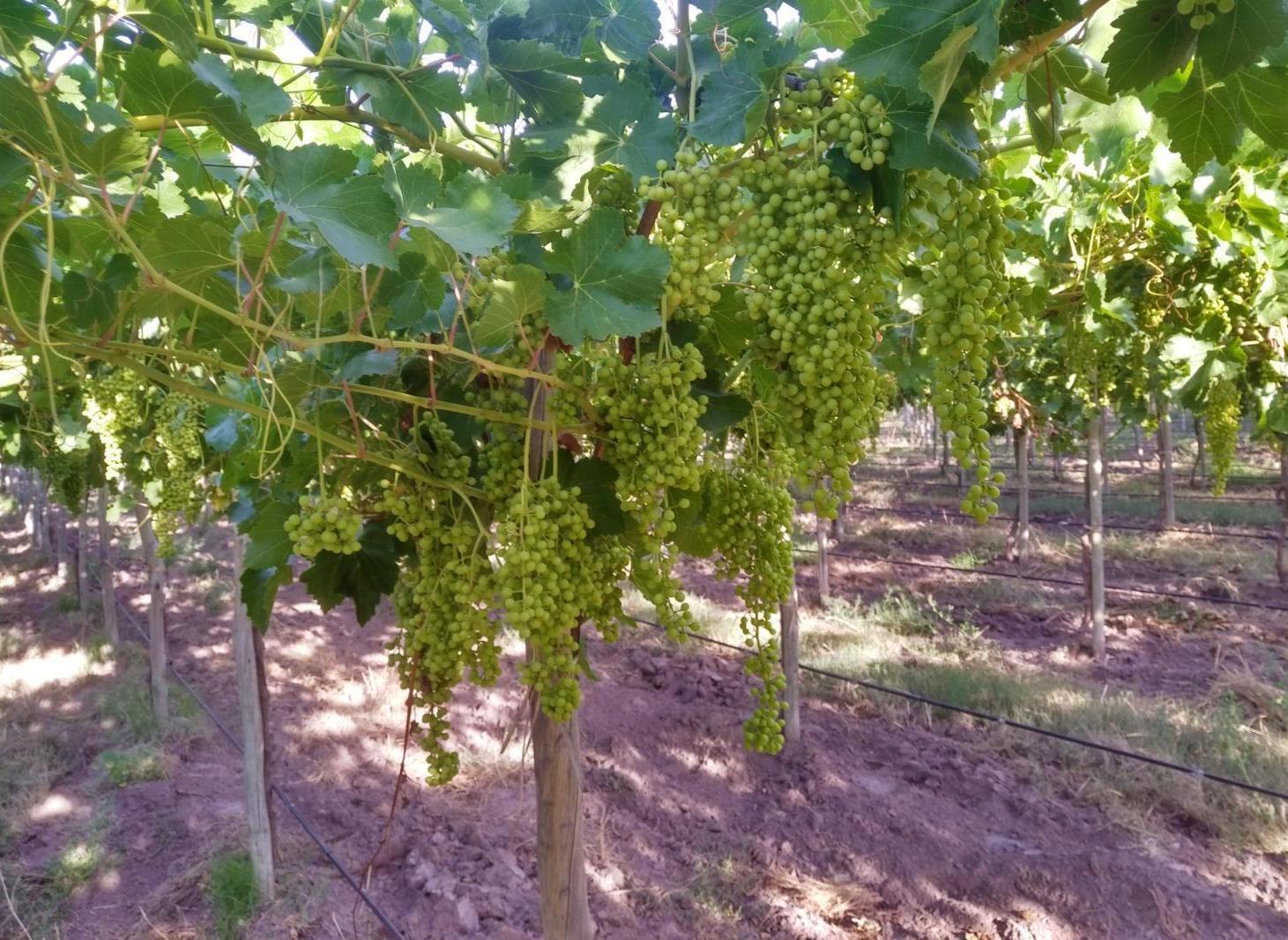Foto de Destacada finca agrícola y vitivinícola en venta en Goudge, San Rafael, imagen 1