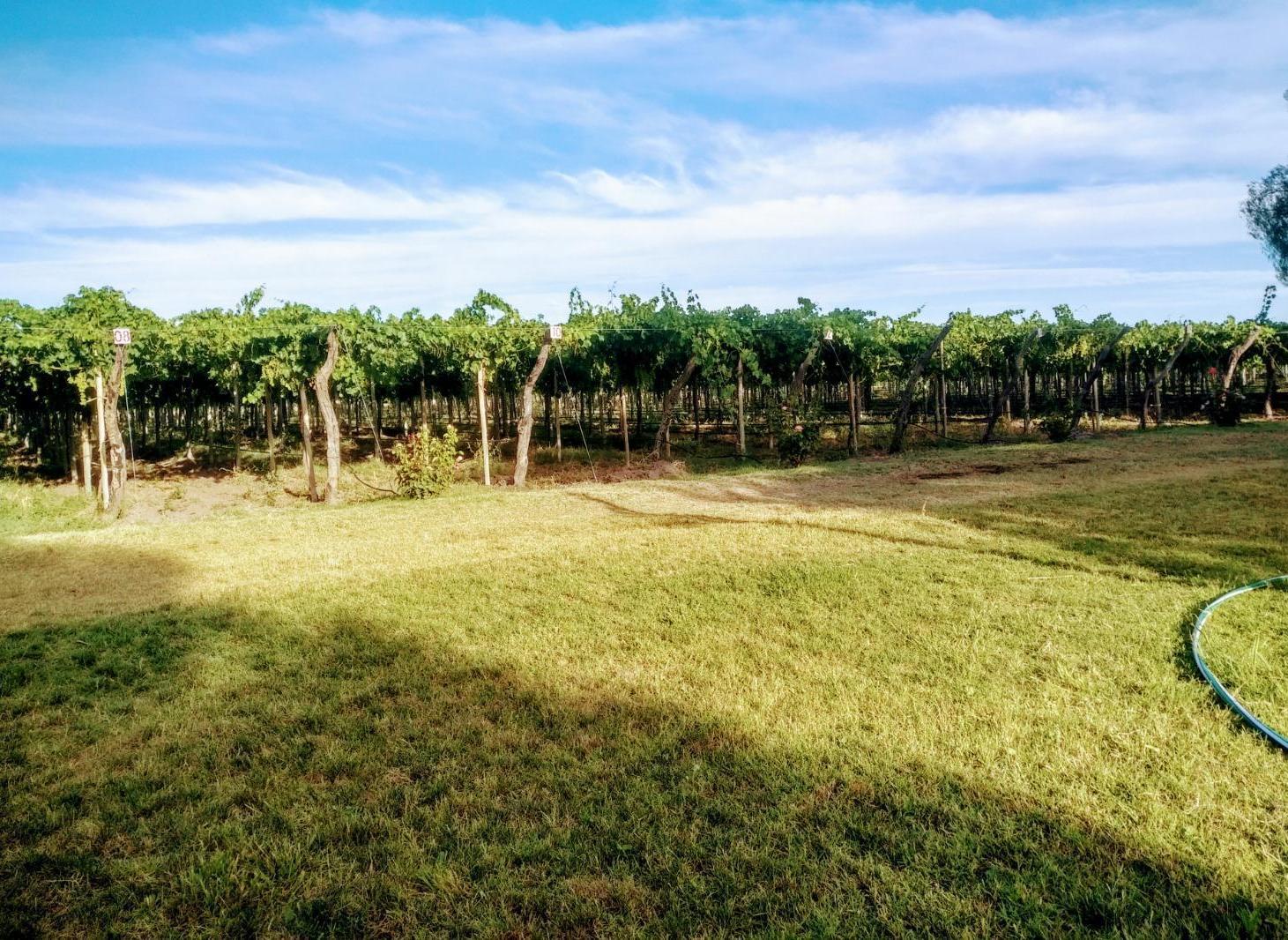 Foto de Destacada finca agrícola y vitivinícola en venta en Goudge, San Rafael, imagen 3