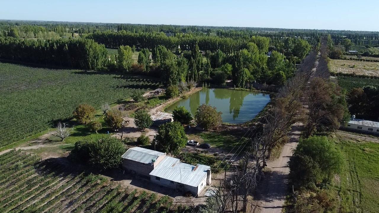 Foto de Exclusivo Viñedo de 20 Ha. en Cuadro Benegas, imagen 5