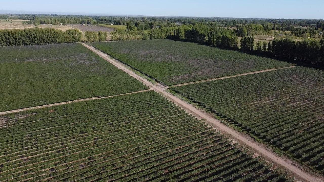 Foto de Exclusivo Viñedo de 20 Ha. en Cuadro Benegas, imagen 3