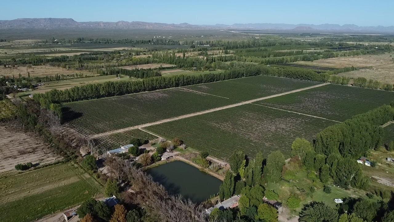 Foto de Exclusivo Viñedo de 20 Ha. en Cuadro Benegas, imagen 1