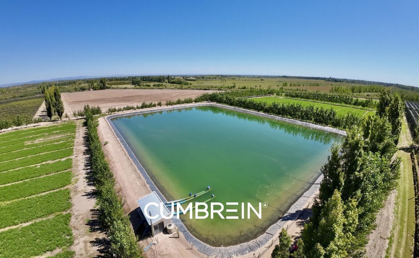 Foto de Extraordinaria finca de 83 Has. de viñedos, durazno y alfalfa, imagen 3