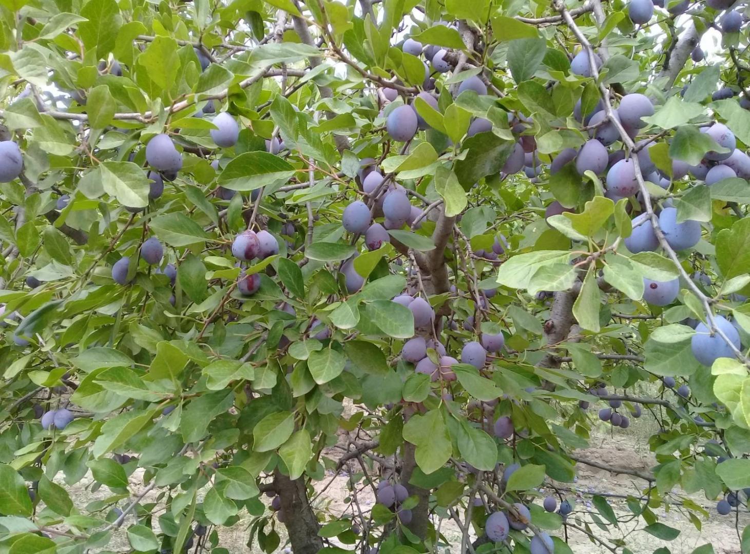 Foto de Extraordinaria Finca de 18 Hectáreas en Goudge, imagen 1