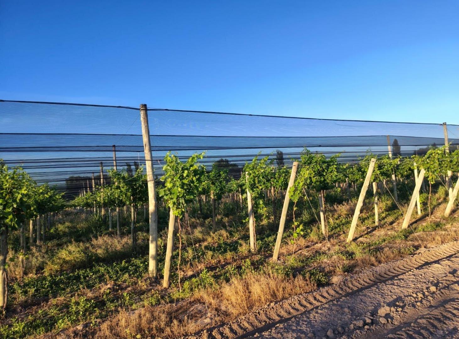 Foto de Finca de 9 Ha. en producción en Salto de Las Rosas, imagen 1