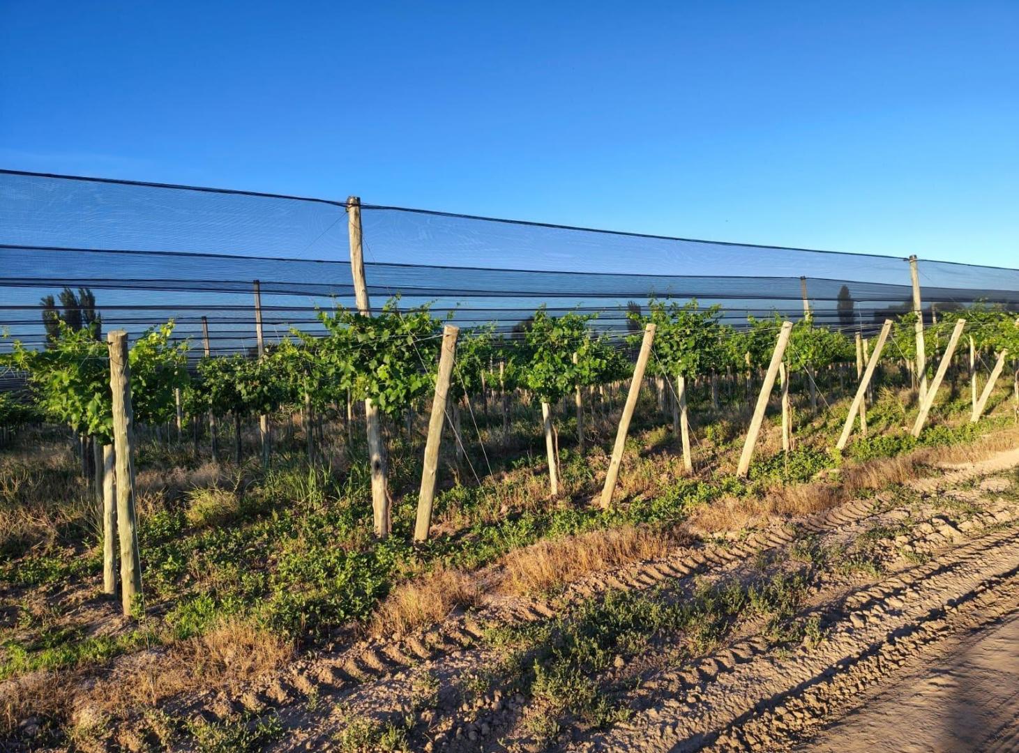 Foto de Finca de 9 Ha. en producción en Salto de Las Rosas, imagen 2