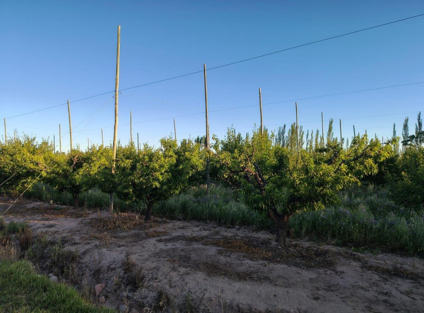 Foto de Finca de 9 Ha. en producción en Salto de Las Rosas, imagen 4