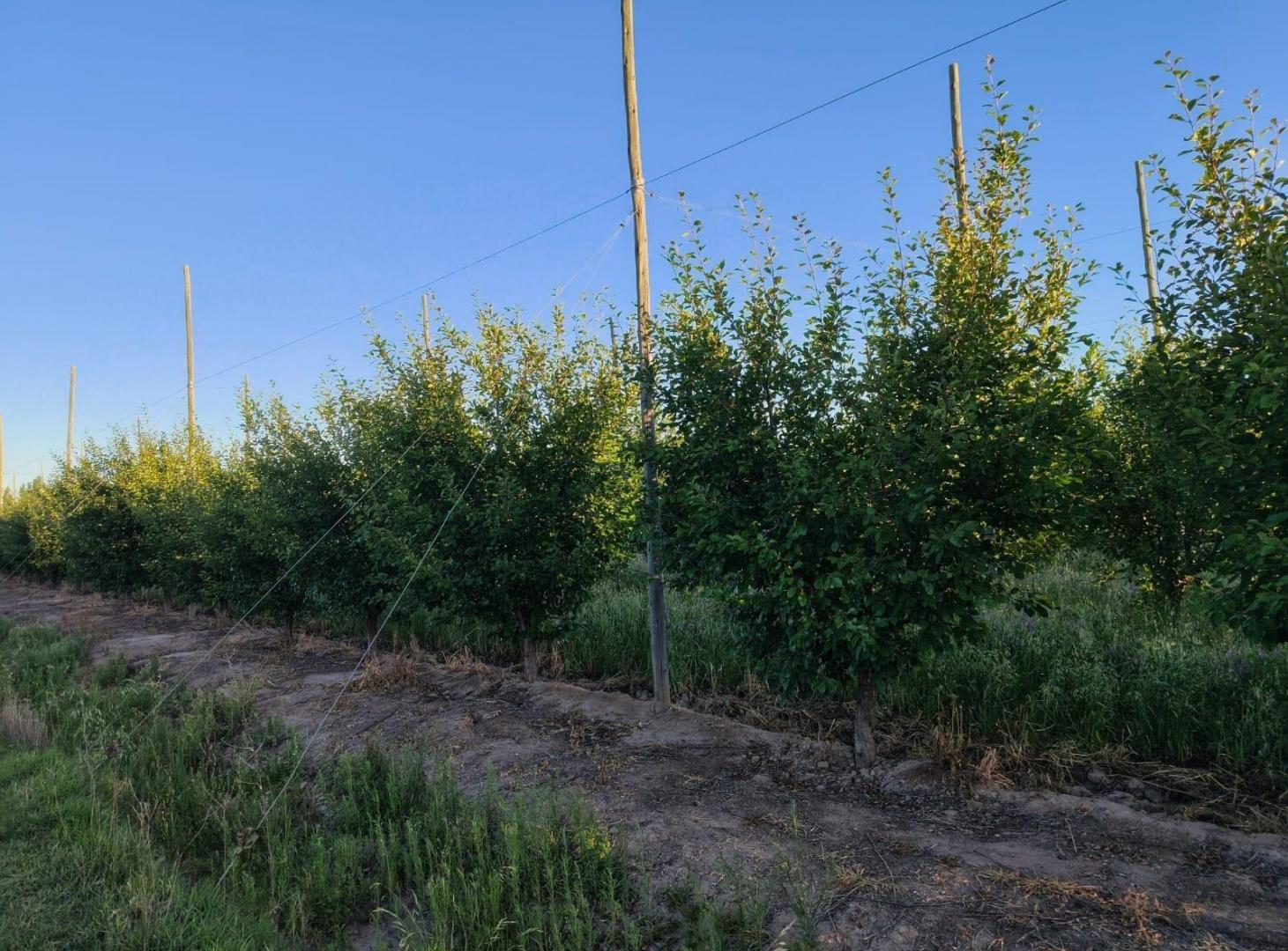 Foto de Finca de 9 Ha. en producción en Salto de Las Rosas, imagen 3