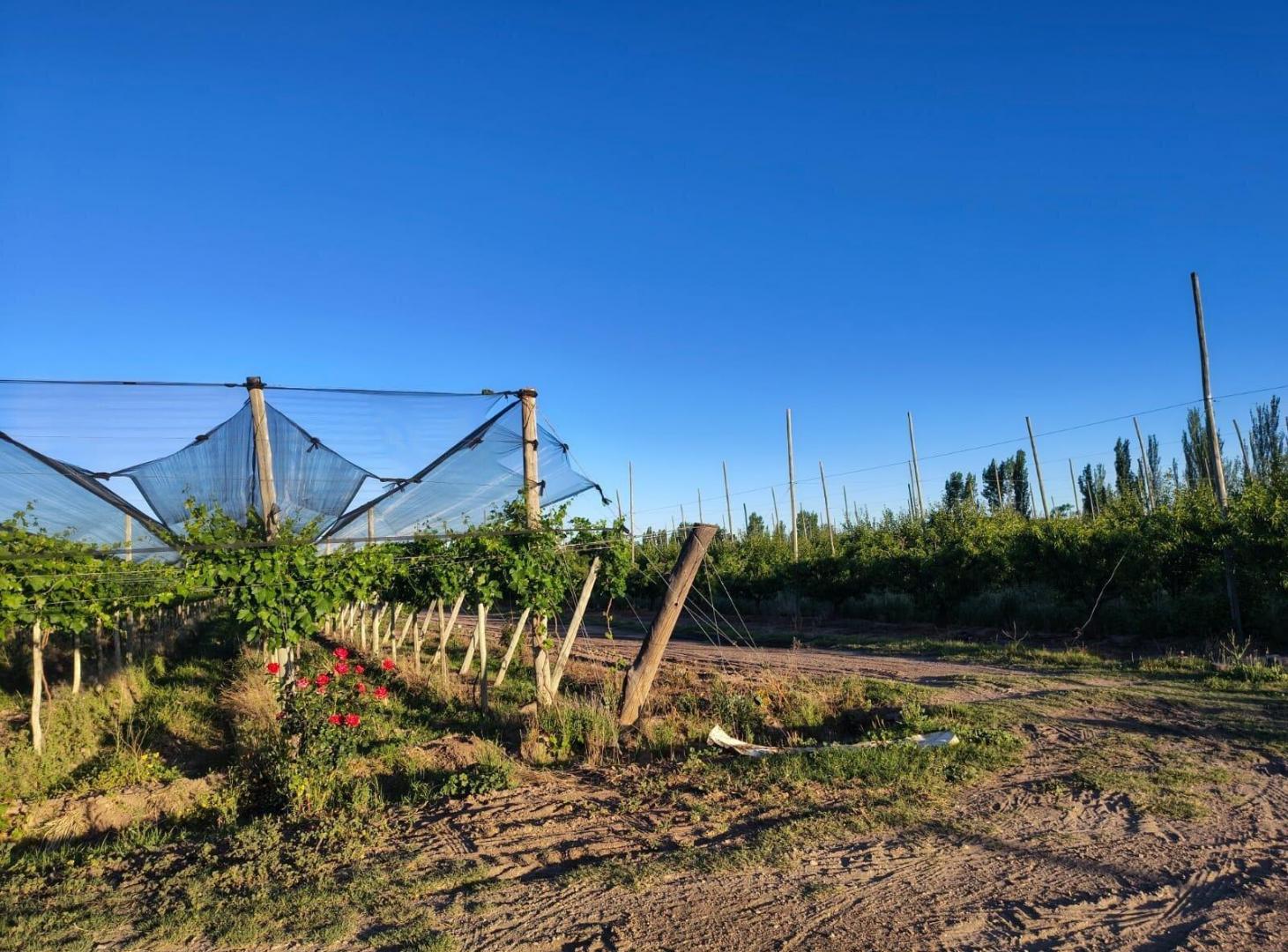 Foto de Finca de 9 Ha. en producción en Salto de Las Rosas, imagen 5