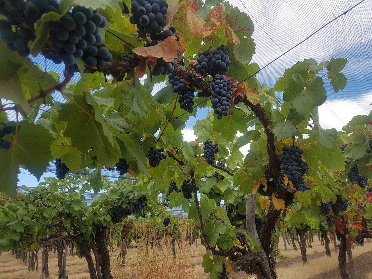 Foto de Finca 13 has en callejón Los Inquilinos - Cuadro Benegas, imagen 4
