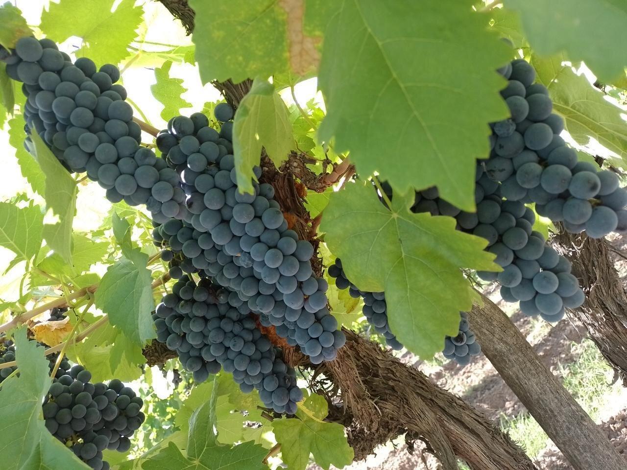 Foto de Finca 13 has en callejón Los Inquilinos - Cuadro Benegas, imagen 5