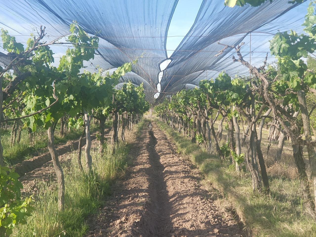 Foto de Finca 13 has en callejón Los Inquilinos - Cuadro Benegas, imagen 1