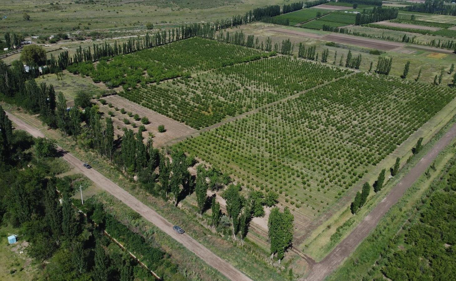Foto de Finca productiva de 12 hectáreas – Prolongación Ruta 165, imagen 2