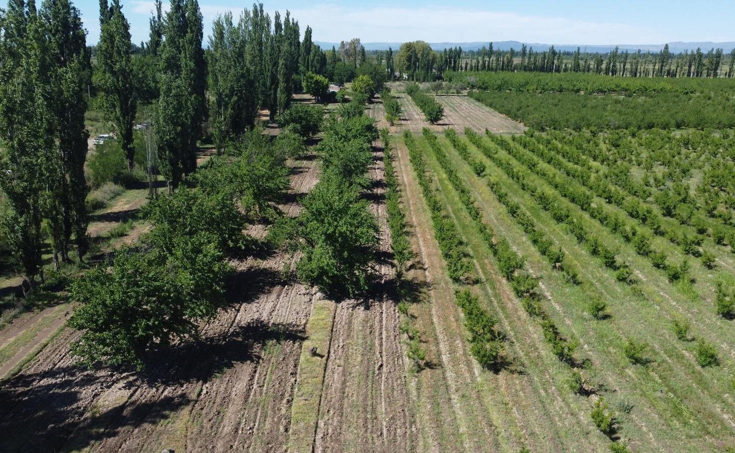 Foto de Finca productiva de 12 hectáreas – Prolongación Ruta 165, imagen 3