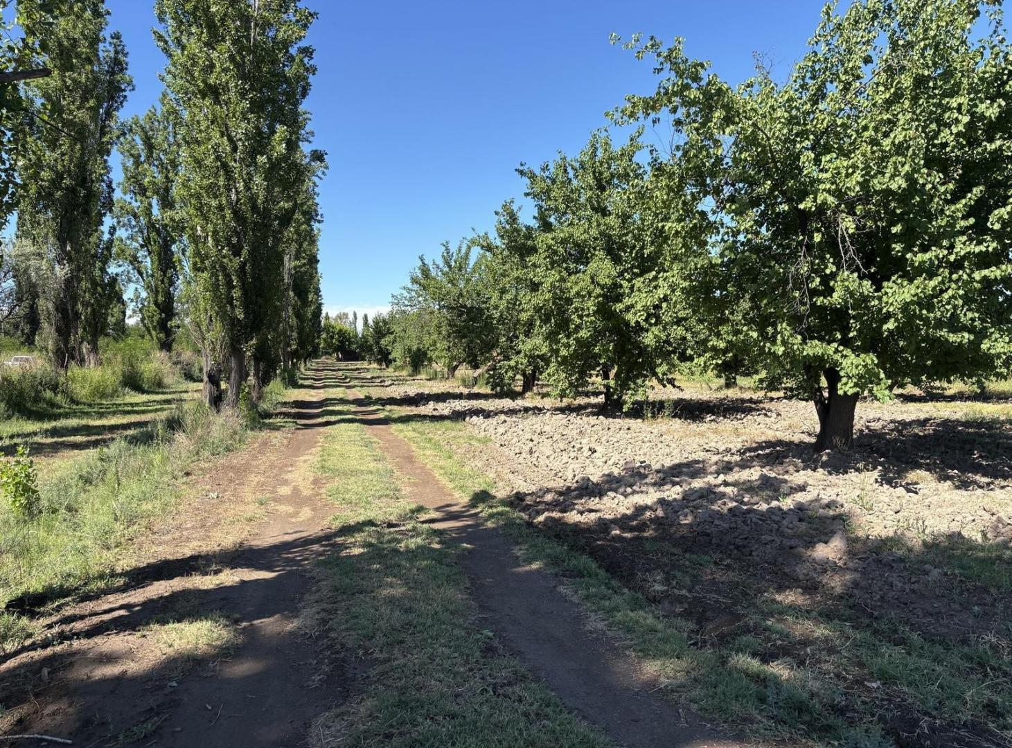 Foto de Finca productiva de 12 hectáreas – Prolongación Ruta 165, imagen 4