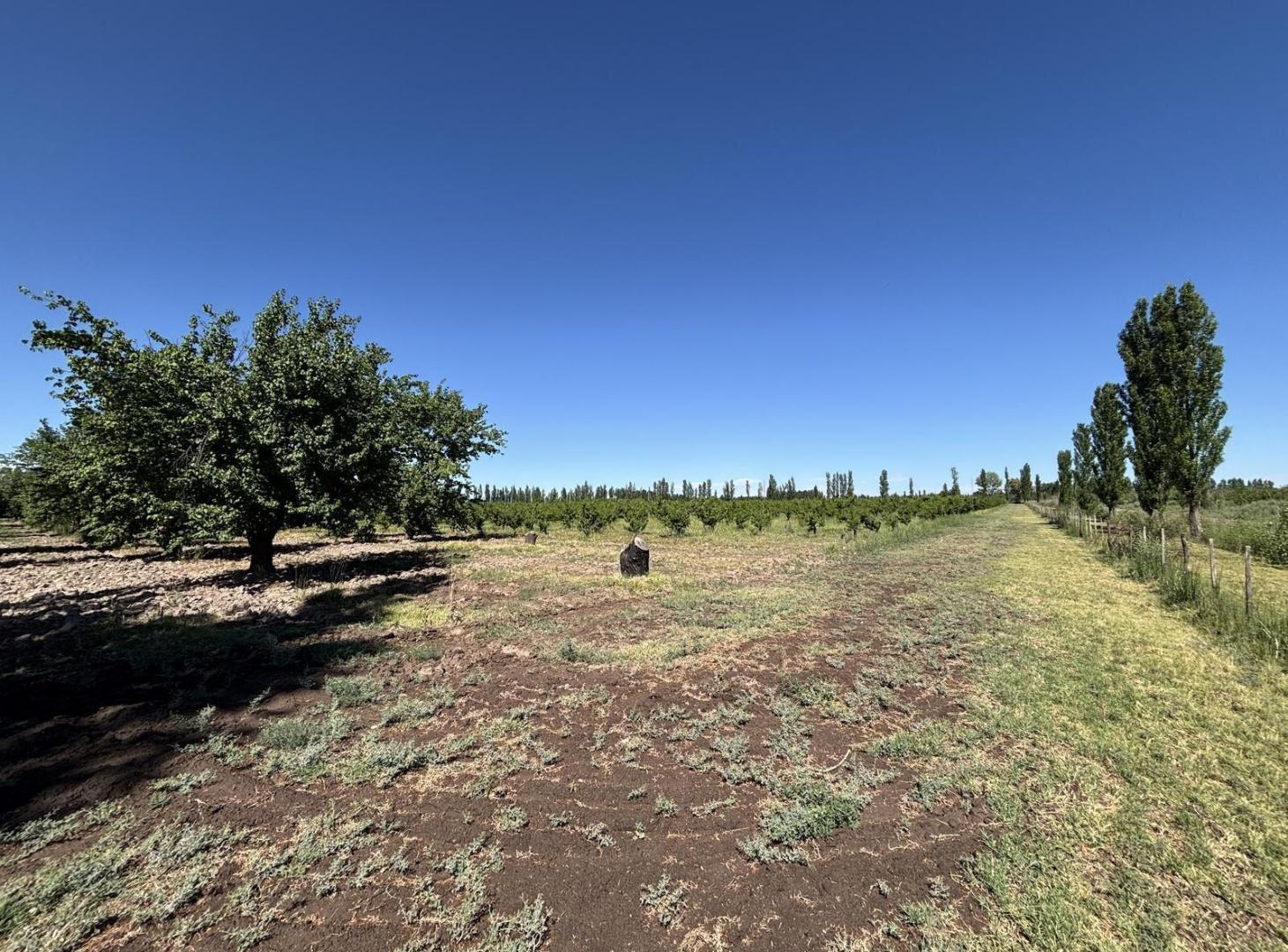 Foto de Finca productiva de 12 hectáreas – Prolongación Ruta 165, imagen 5