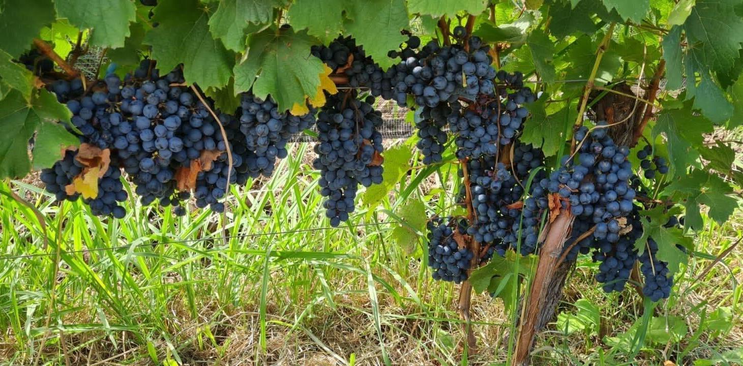 Foto de Finca Malbec 8 ha | Rama Caída, San Rafael, imagen 5