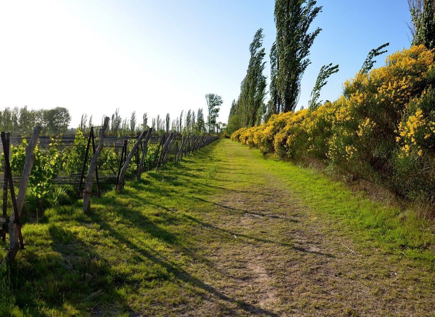 Foto de Finca Malbec 8 ha | Rama Caída, San Rafael, imagen 4