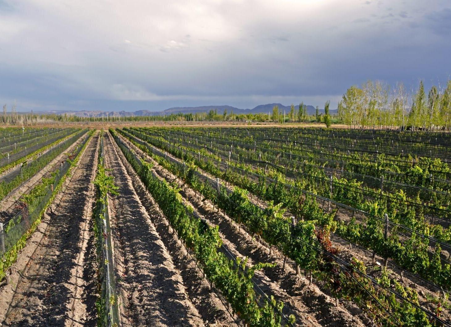 Foto de Finca Malbec 8 ha | Rama Caída, San Rafael, imagen 2
