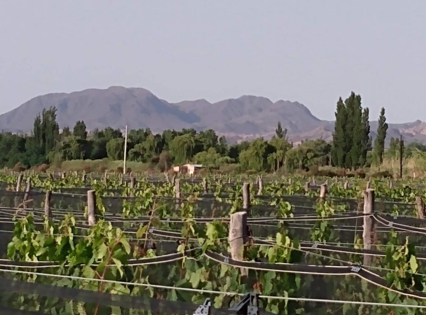 Foto de Finca Malbec 8 ha | Rama Caída, San Rafael, imagen 3