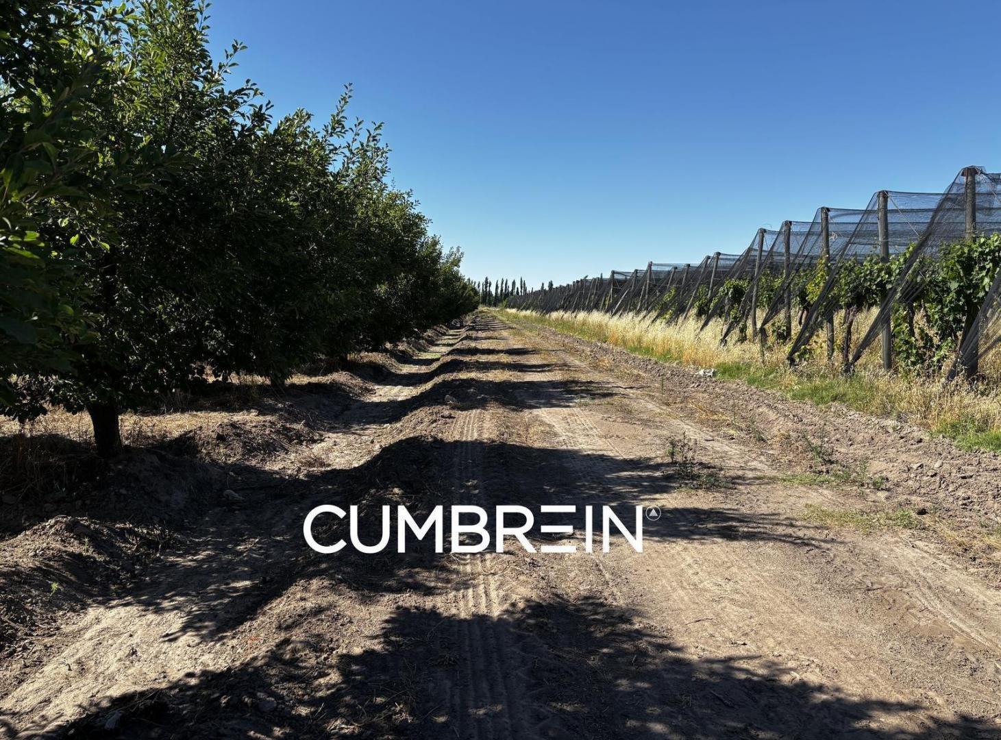 Foto de Finca Productiva y Viñedos en San Rafael | 48 Ha | Seguridad Hídrica y, imagen 5