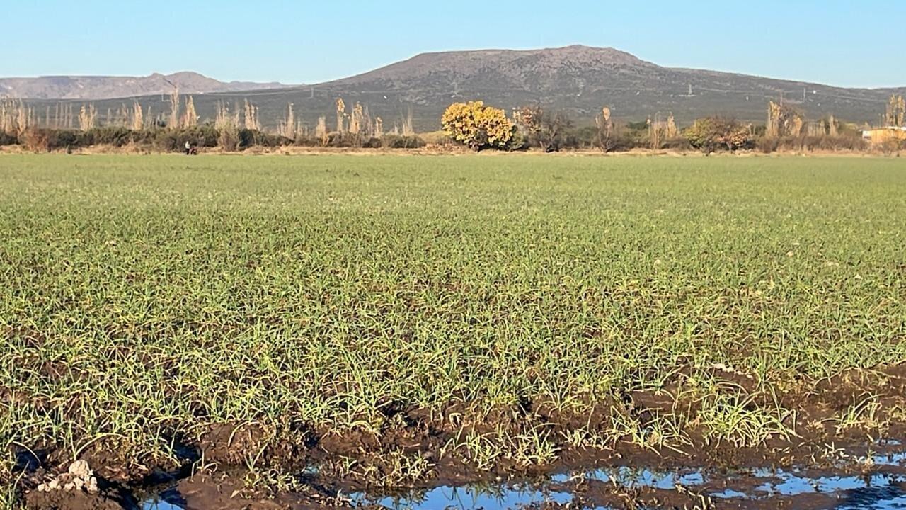 Foto de Finca en Venta en La Correina - San Rafael, Mendoza, imagen 5