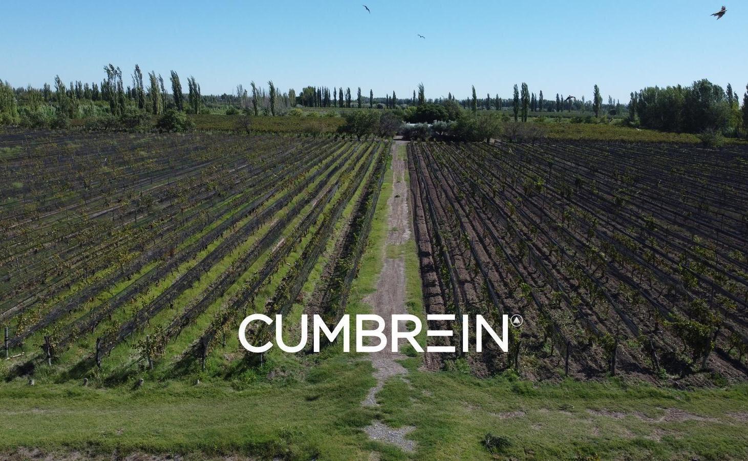 Foto de Finca Las Arabias – 11 hectáreas de viñedos en Los Claveles, San Rafael, imagen 1