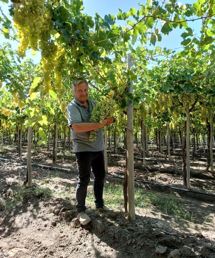 Foto de Destacada finca agrícola y vitivinícola en venta en Goudge, San Rafael, imagen 5