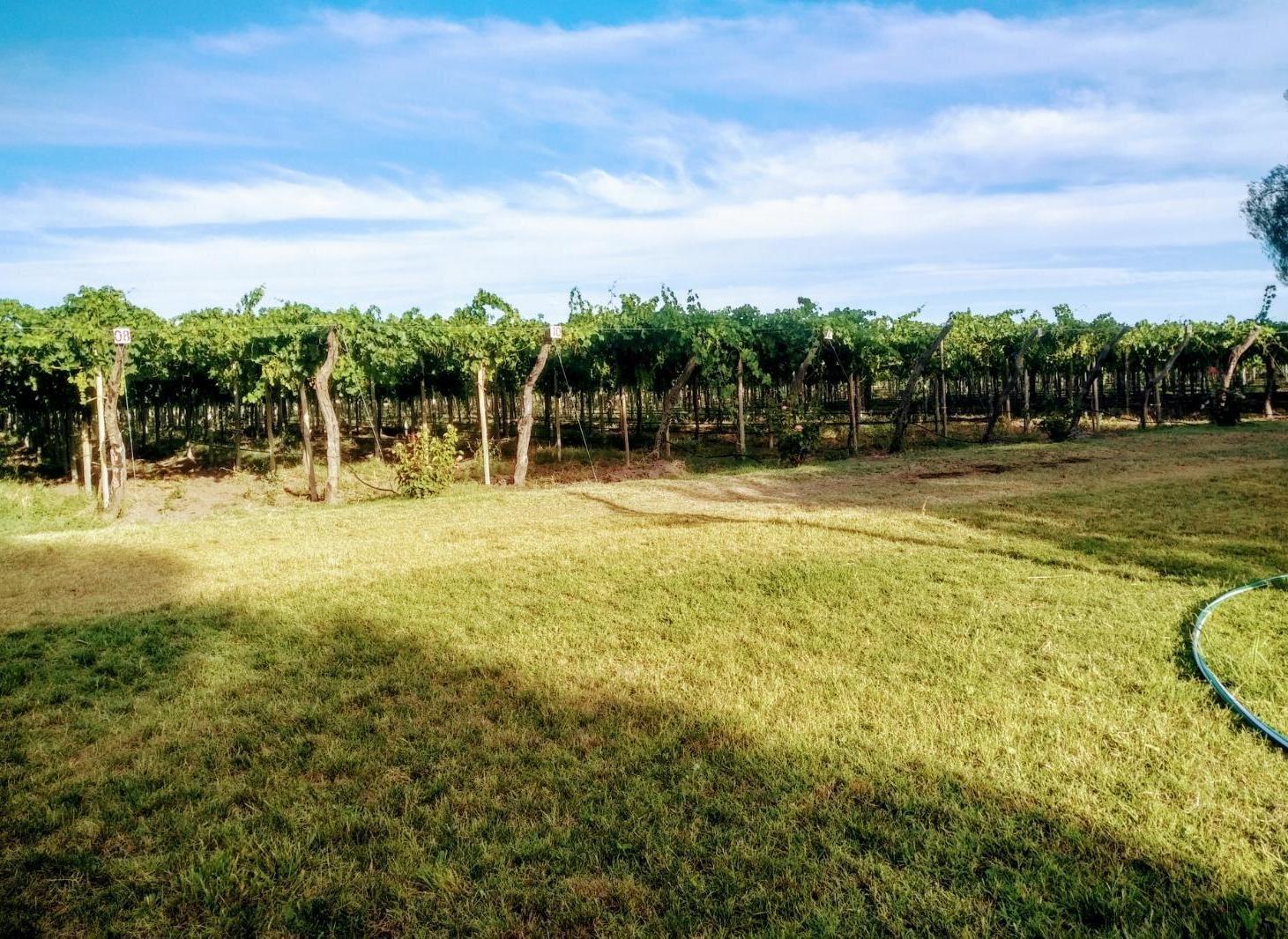 Foto de Destacada finca agrícola y vitivinícola en venta en Goudge, San Rafael, imagen 3