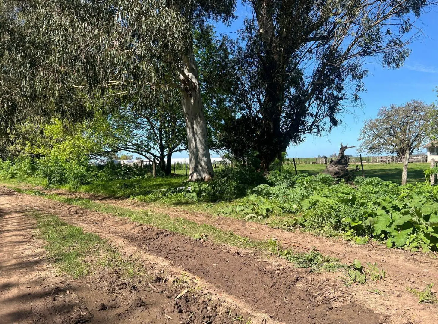 Venta Campo de 900ha en Cañuelas - IDEAL DESARROLLO INMOBILIARIO 5