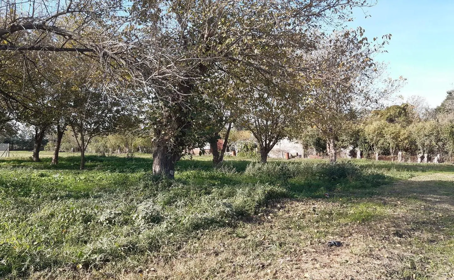 Terreno en Correa 3