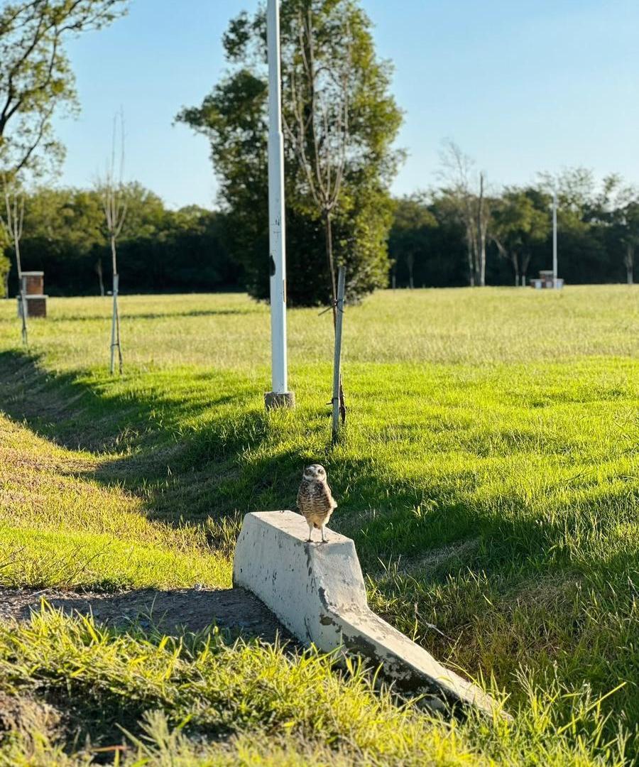 Foto de Terreno 1042 m2 en La Cañada - Mercedes, imagen 5