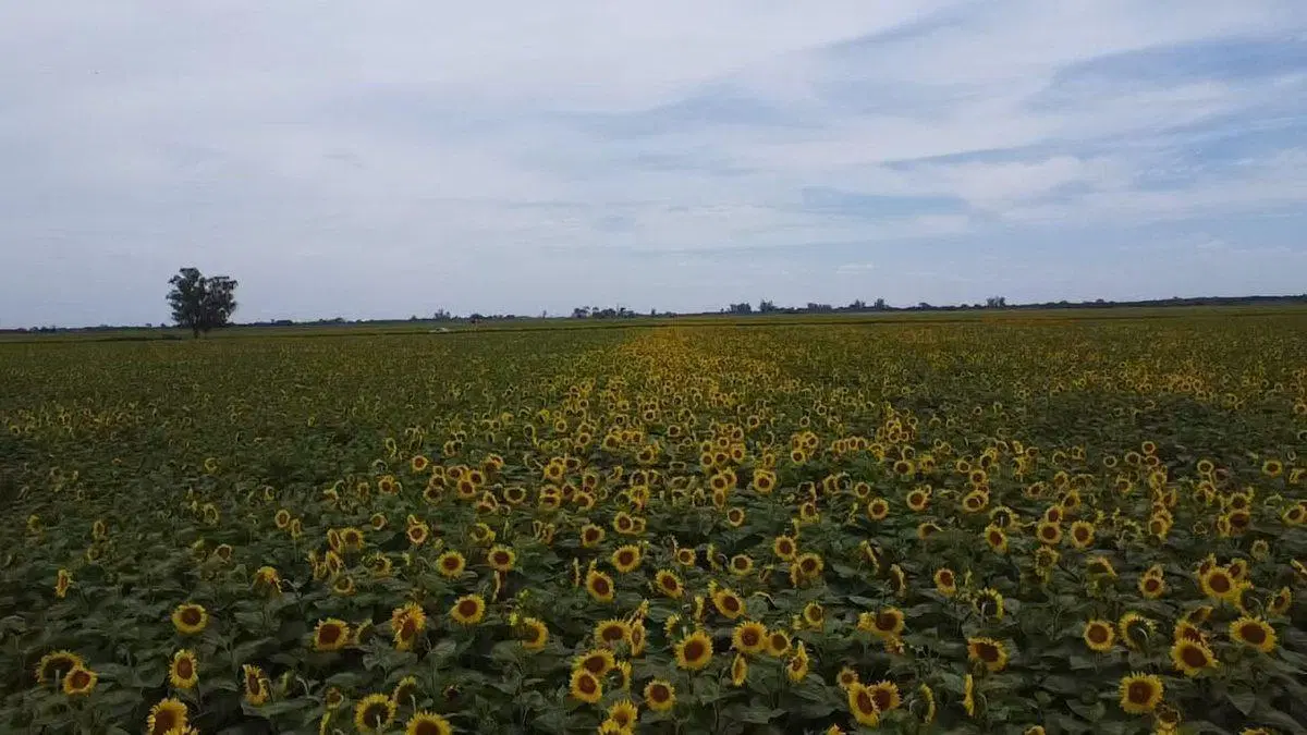 VENTA CAMPO AGRICOLA SOBRE RN 34 5