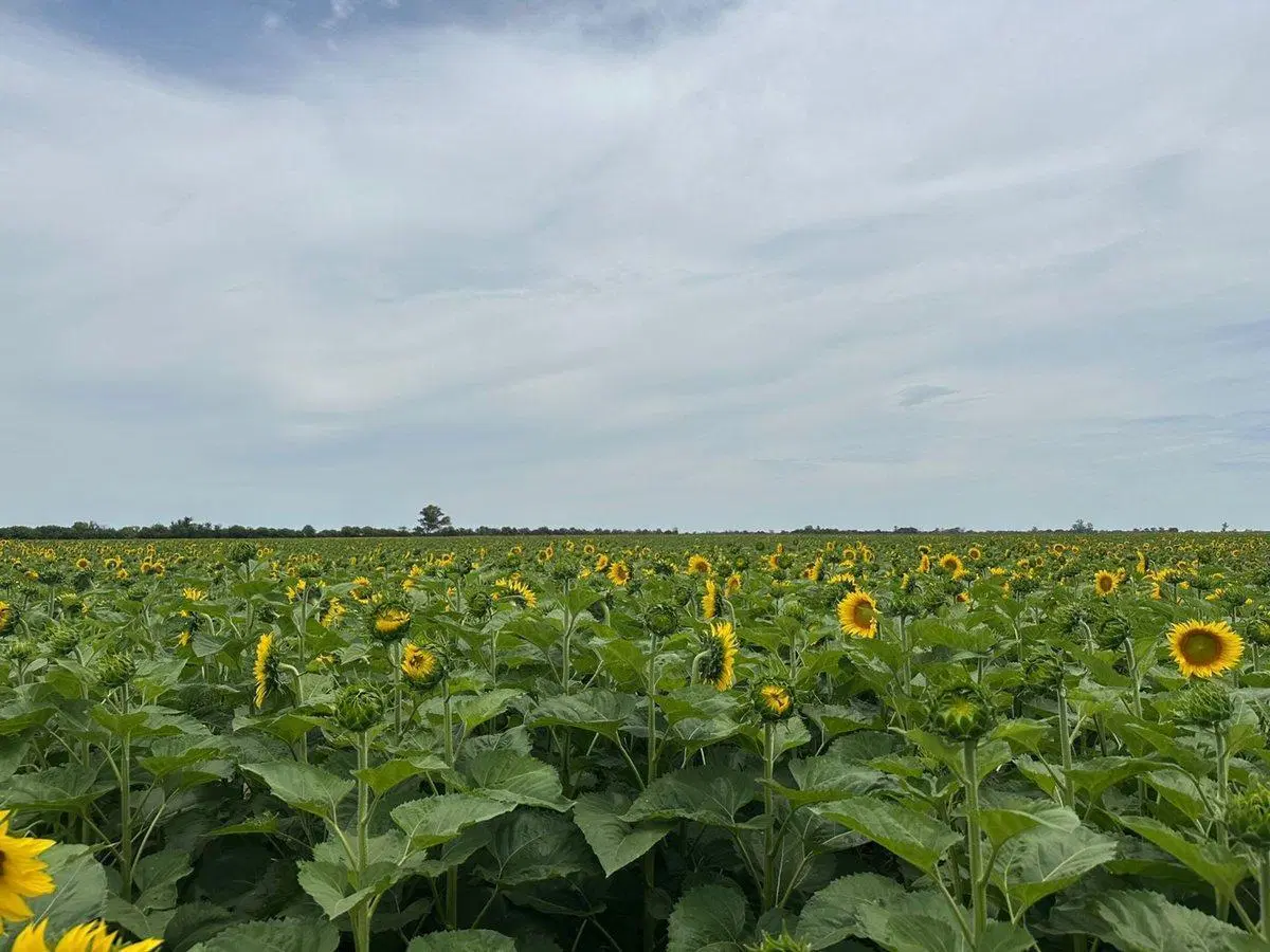 VENTA CAMPO AGRICOLA SOBRE RN 34 3