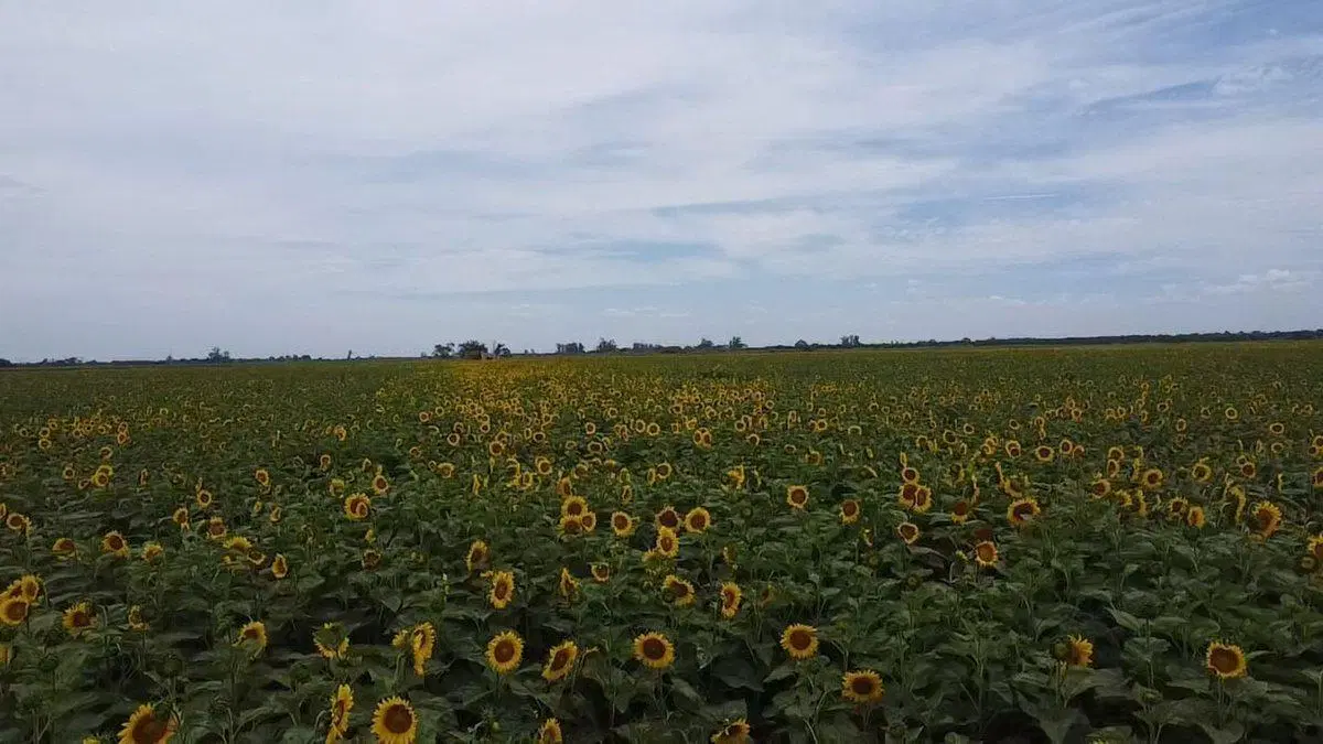 VENTA CAMPO AGRICOLA SOBRE RN 34 4
