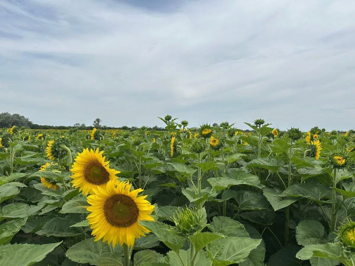 VENTA CAMPO AGRICOLA SOBRE RN 34 2
