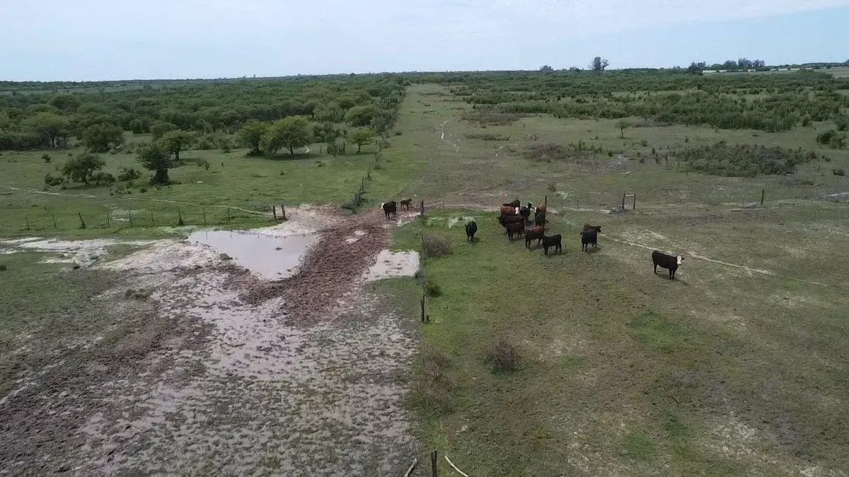 VENTA/CAMPO GANADERO/ ZONA RURAL/ PILAR/ SANTA FE 8