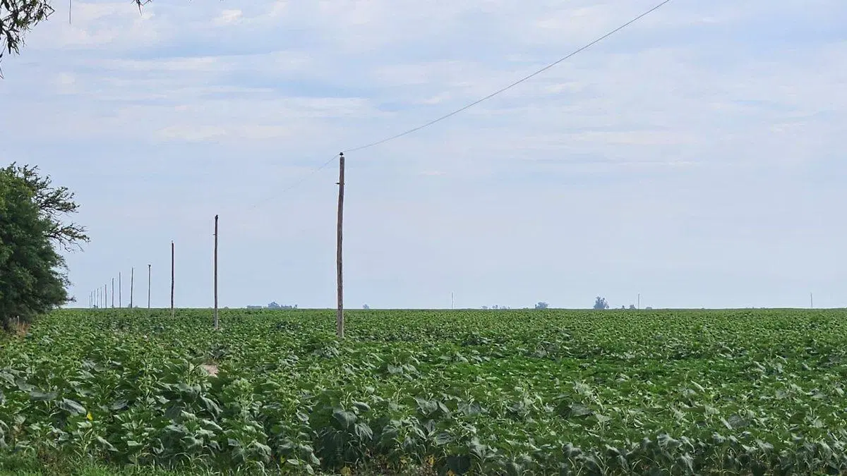 VENTA CAMPO MIXTO/SOUTOMAYOR DEP. LAS COLONIAS. 2