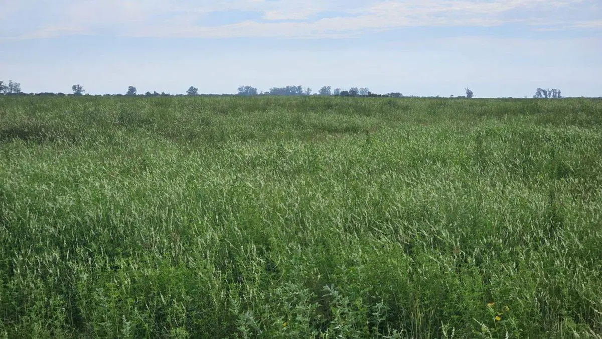 VENTA CAMPO MIXTO/SOUTOMAYOR DEP. LAS COLONIAS. 4