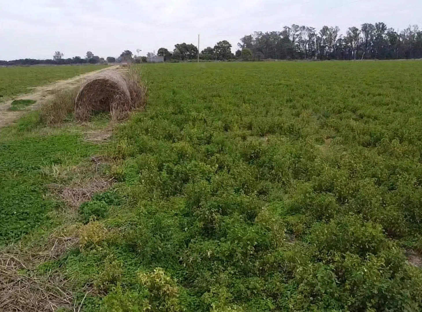 VENTA/ CAMPO/ AGRÍCOLA SUELO 1/ HUMBERTO PRIMO 8