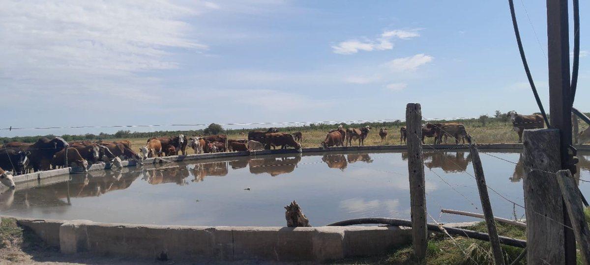 Foto de VENTA / CAMPO GANADERO 1385 HECTÁREAS / HUANQUEROS, imagen 1