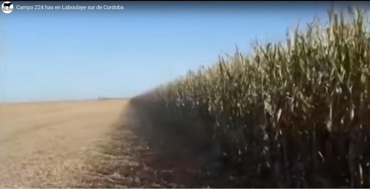 Foto de Campo 100% agrícola (Laboulaye), imagen 2