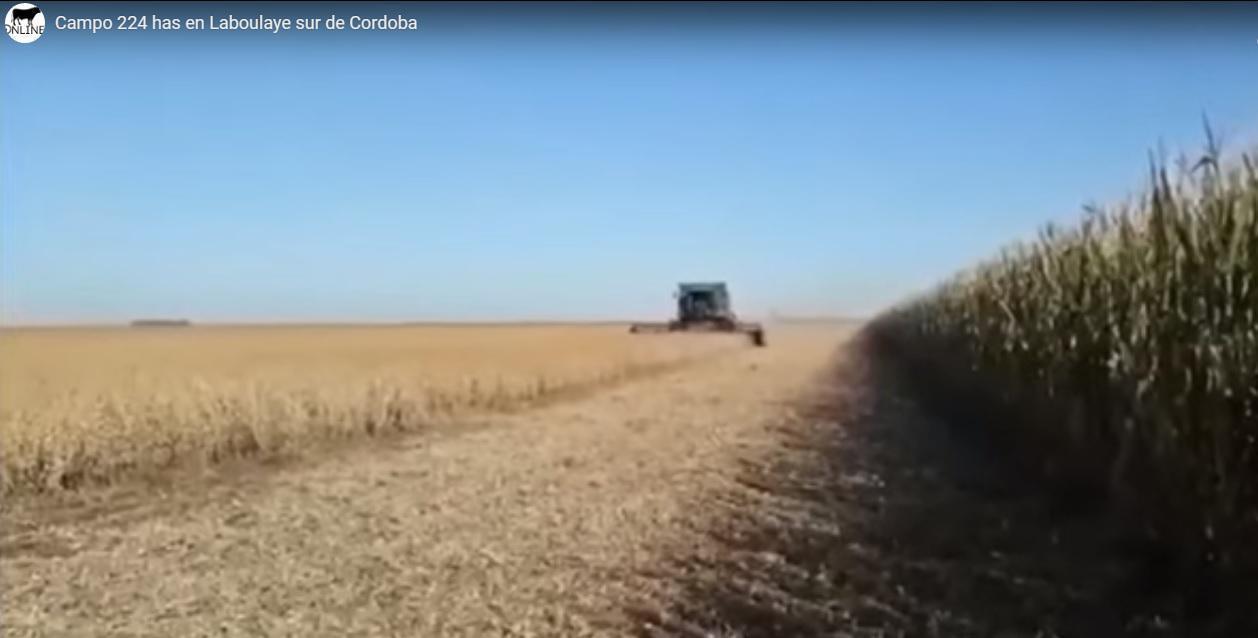 Foto de Campo 100% agrícola (Laboulaye), imagen 3