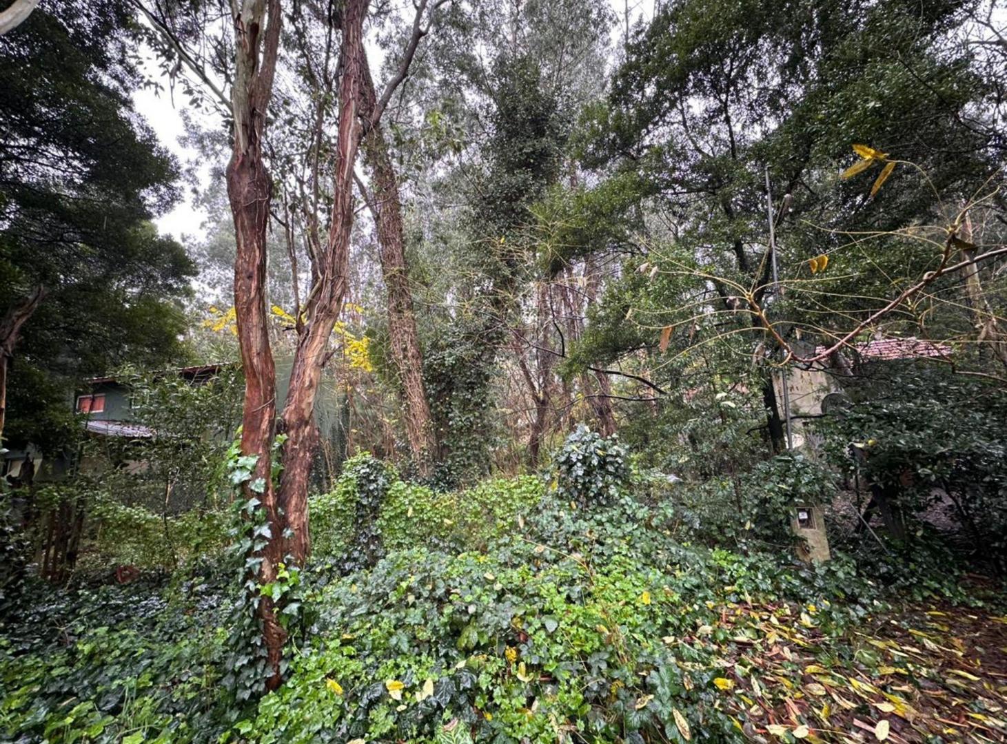 Foto de VENTA LOTE 450 M2 BOSQUE PERALTA RAMOS, imagen 1