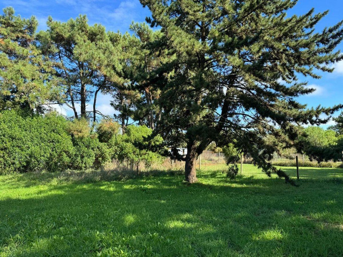 Foto de LOTE EN VENTA EN LA CALETA OPORTUNIDAD, imagen 3