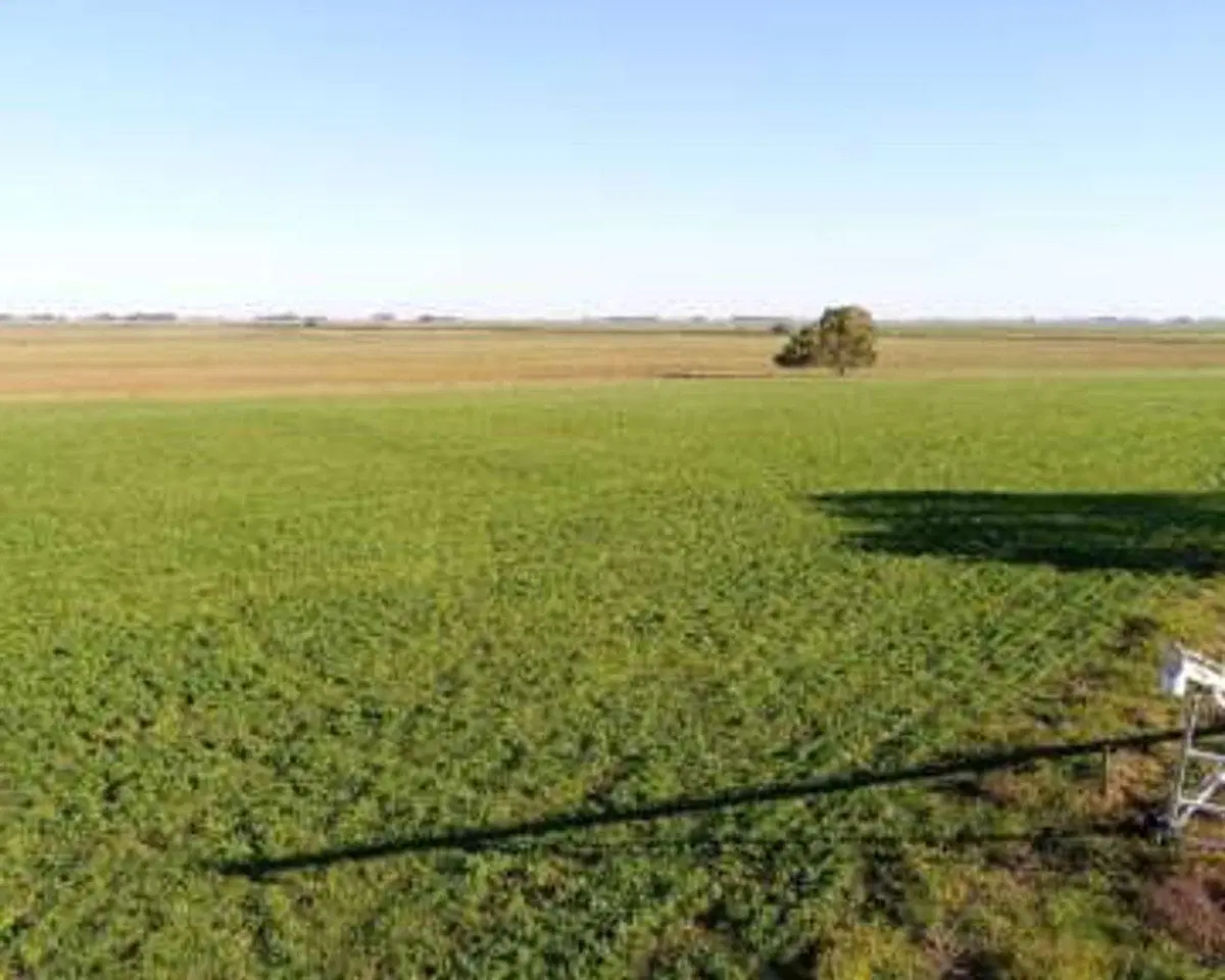 Campo 49has Ganadero Agricola 4